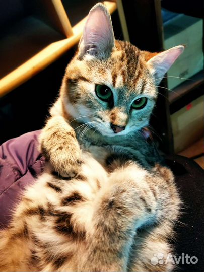 Кошка котенок кот Ваня в дар