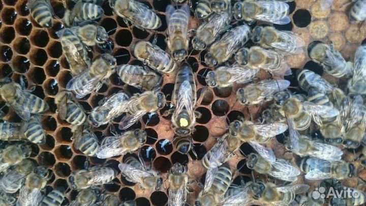 Пчелопакеты