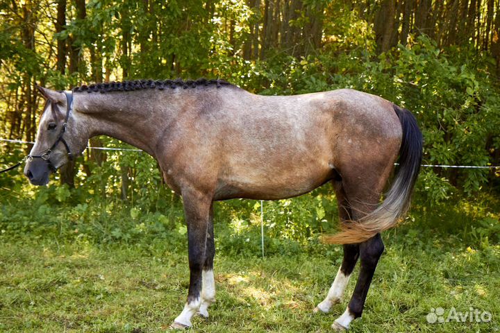 Продам лошадь