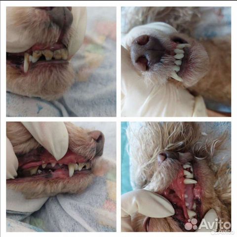 Ультразвуковая чистка зубов собакам объявление продам