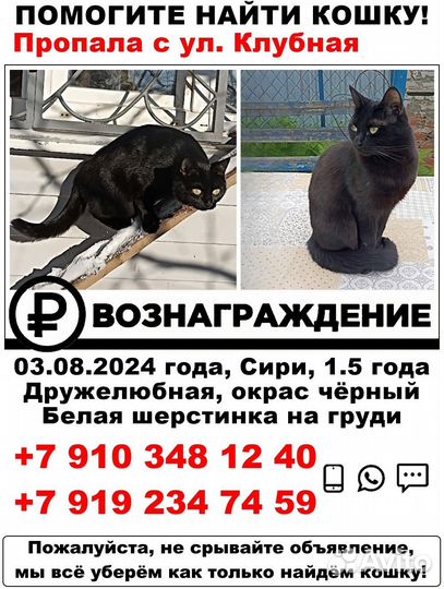 Потерялась кошка