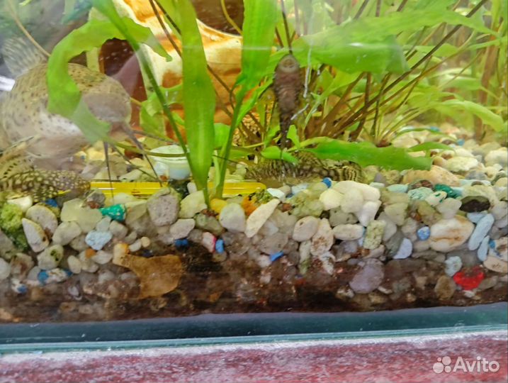 Аквариумные сомы