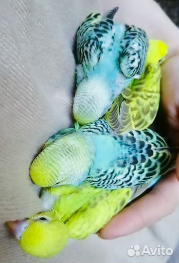 Попугай волнистый от 40 дней