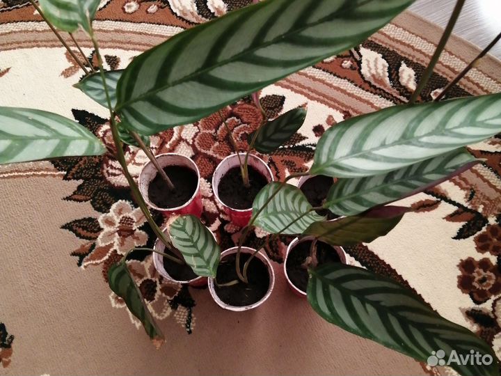 Ктенанта оппенгейма