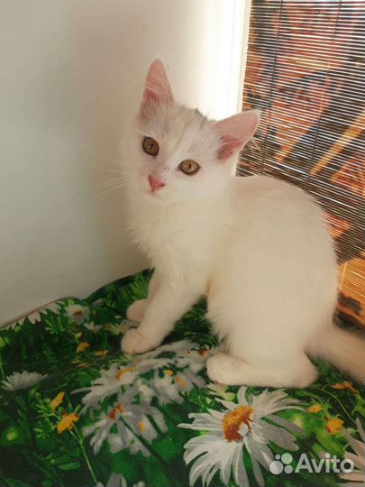 Котенок бесплатно