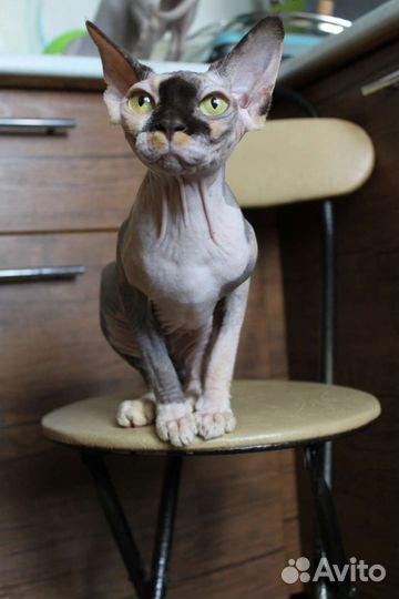 Кошки