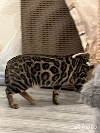 Бенгальская кошка