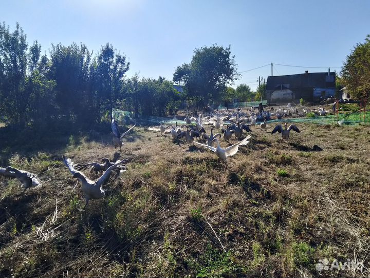 Гуси подростки 4 месяца Живьём