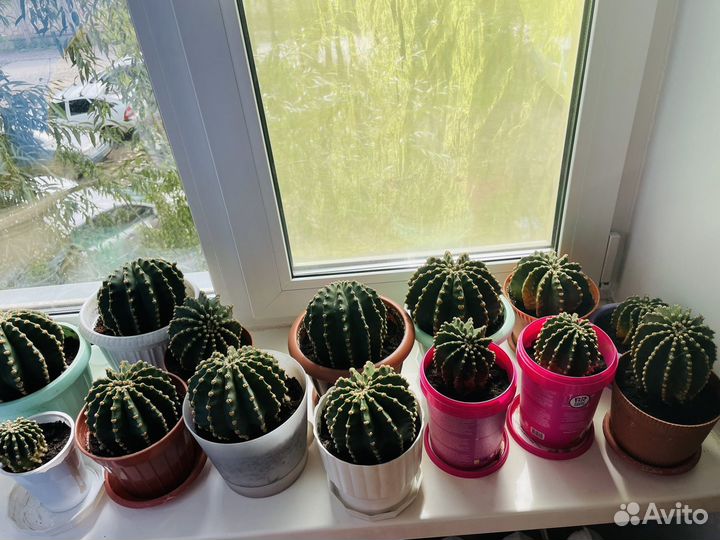 Детки и взрослые кактусы Эхинопсис