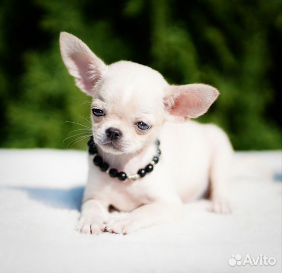 Щенки Чихуахуа РКФ