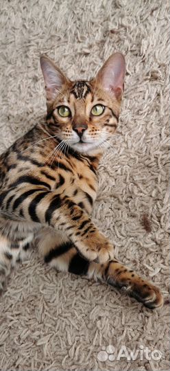 Бенгальская