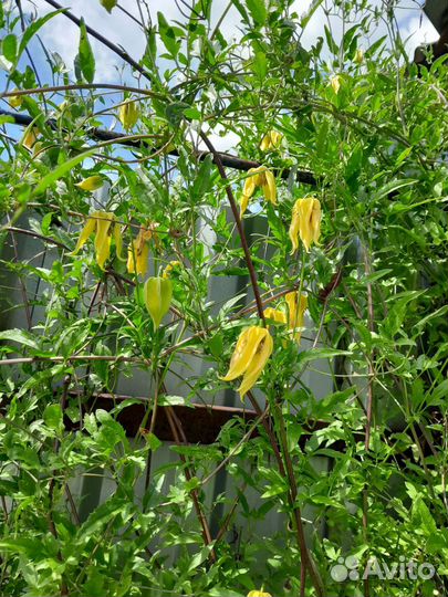 Княжик жёлтый