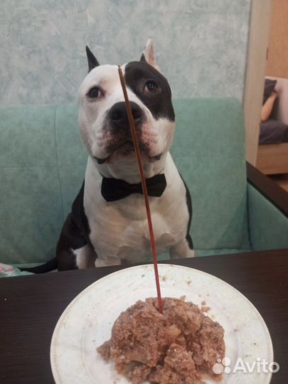 Вязка собак