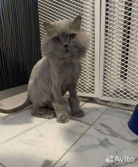 Стрижка кошек и котов, груминг, чистка ушей