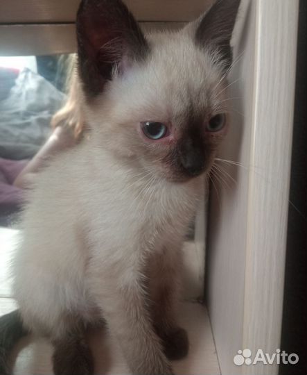 Котята