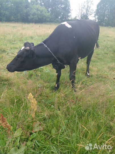 Телка стельная