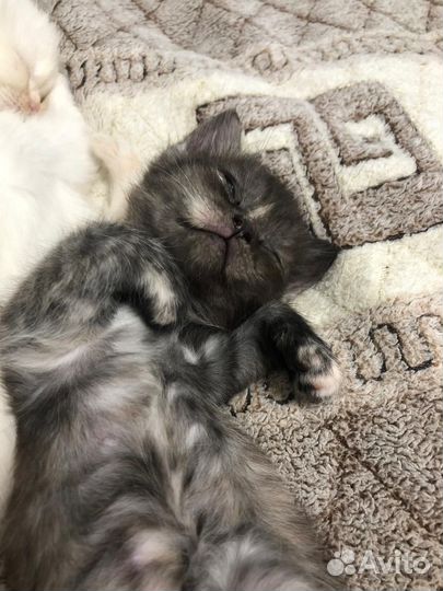 Кошки в добрые руки бесплатно