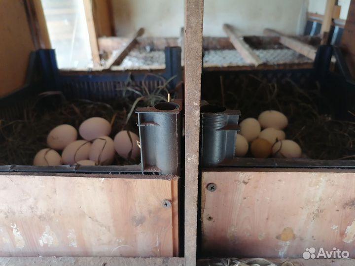 Продам кур несушек