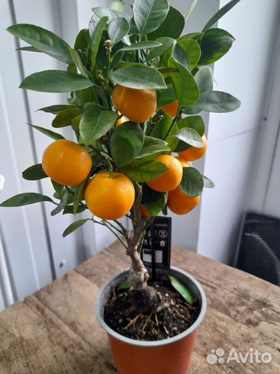 Цитрус каламондин