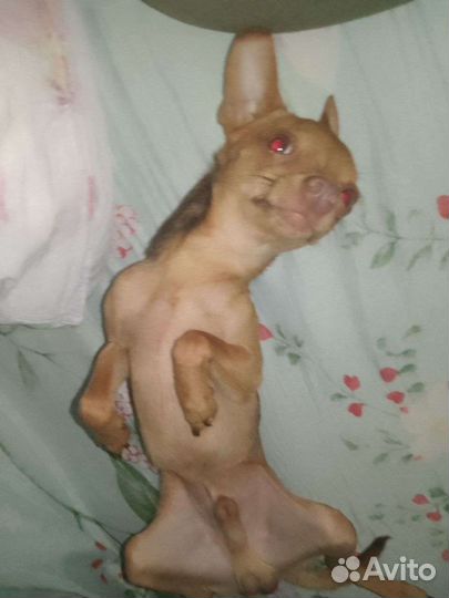 Вязка мини той-терьер