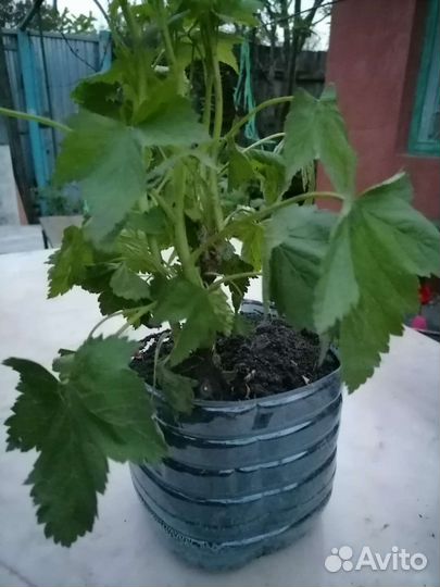 Черная смородина Бен хоппен