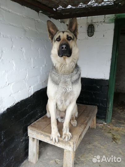 Вязка. Кобель вео