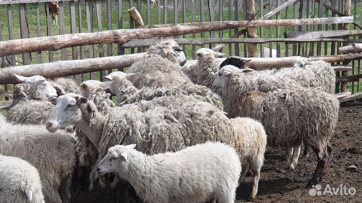 Овцы
