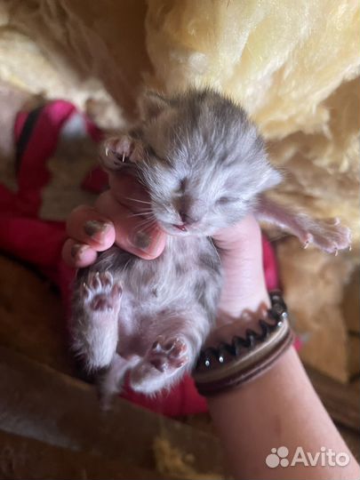 Котята к брони