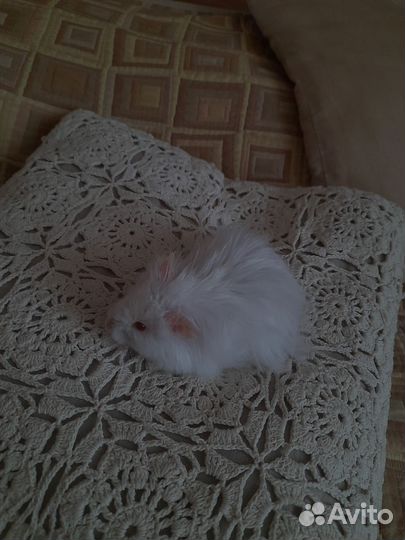 Вязка сирийских и ангорских хомяков