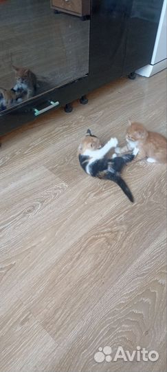 Котята в добрые руки бесплатно