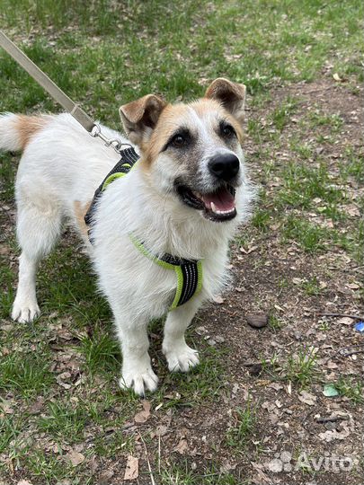 Трогательная Снежка ищет дом, в добрые руки