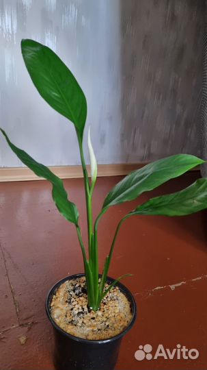 Спатифиллум