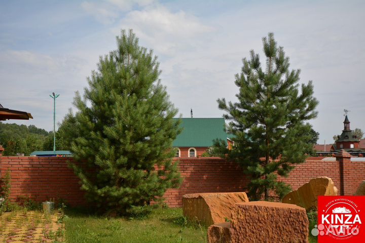 Сосна обыкновенная опт