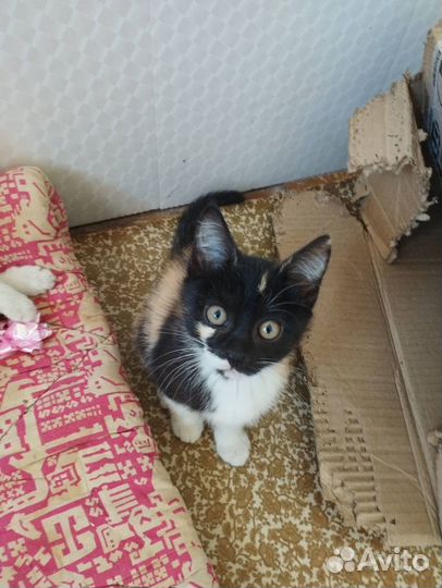 Кошечка трехцветная (окрас Калико) Борзя