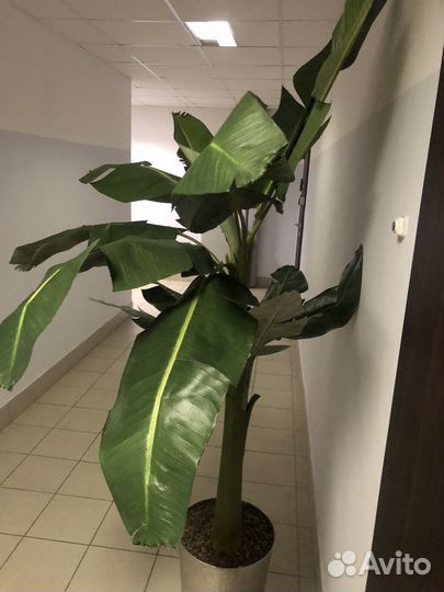 Искусственное дерево бу