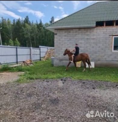 Продам коня