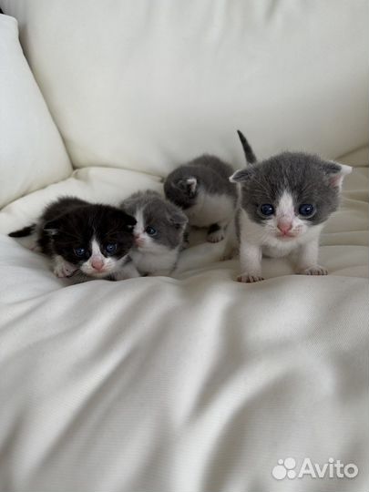 Котята британцы вислоухие