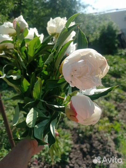 Пион белый Свежая срезка
