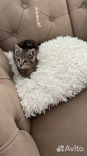 Котенок мальчик бесплатно