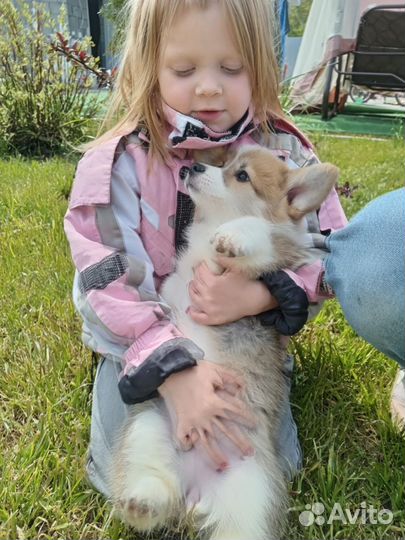 Вельш-корги пемброк девочка