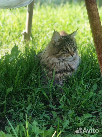 Котята мейн-кун
