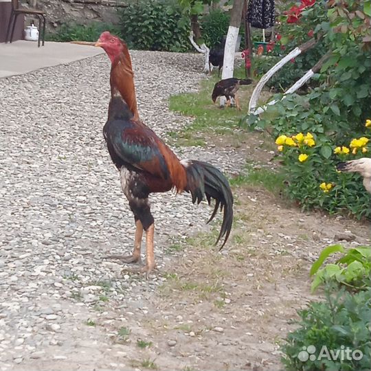 Бойцовые петух карейц