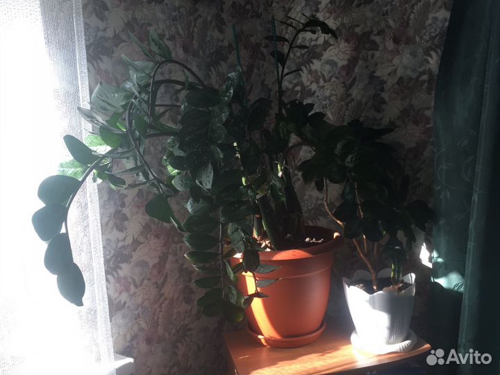 Замиокулькас