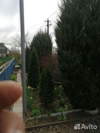 Можевельник скальный