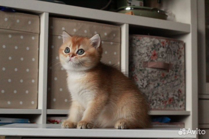 Золотые британцы