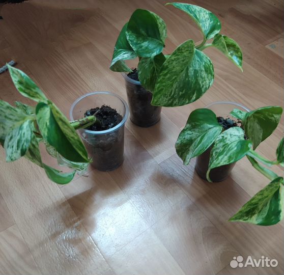 Сциндапсус марбл квин черенок укоренëнный