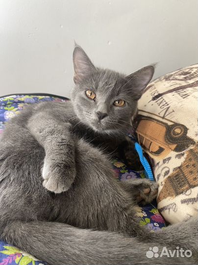Молодой котик