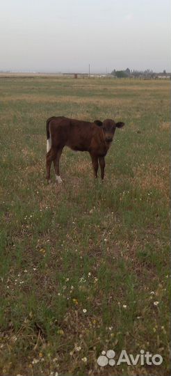 Телки порода красностепные