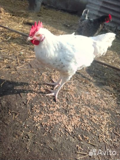 Петухи Пушкинской породы