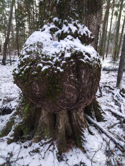 Сувель березовый